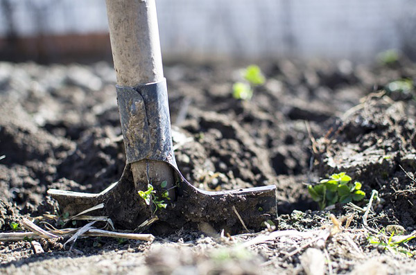 Préparation du sol pour un jardin potager réussi