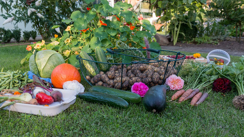 Réussir son jardin potager